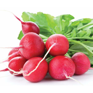 Radish